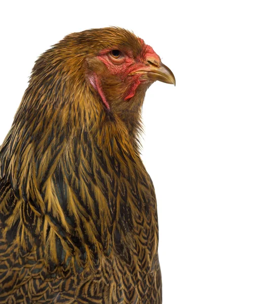 Nahaufnahme einer Seite von Brahma-Huhn isoliert auf weiß — Stockfoto