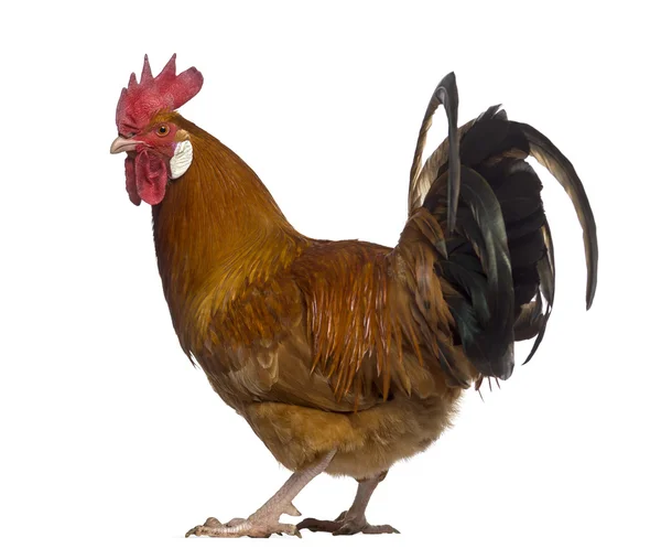 Fauve de Hesbaye rooster isolated on white — Stock Photo, Image