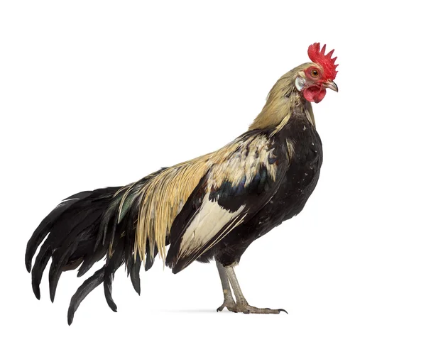 Sidovy av en Phoenix kyckling isolerad på vit — Stockfoto