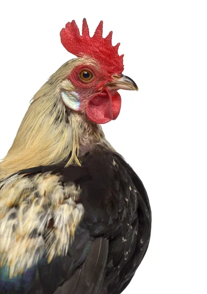 흰색 절연 피닉스 닭의 클로즈업 — 스톡 사진