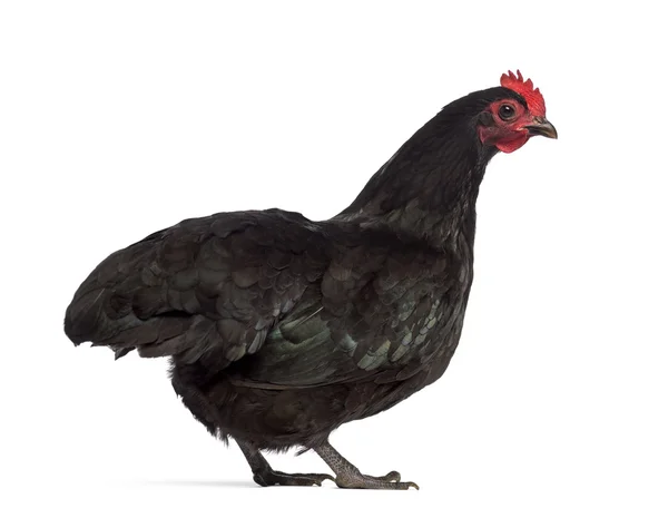 Australorp 鸡上白色孤立后视图 — 图库照片