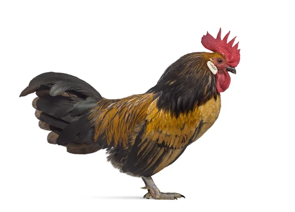 Side view of a Bassette rooster isolated on white — Stock Photo, Image