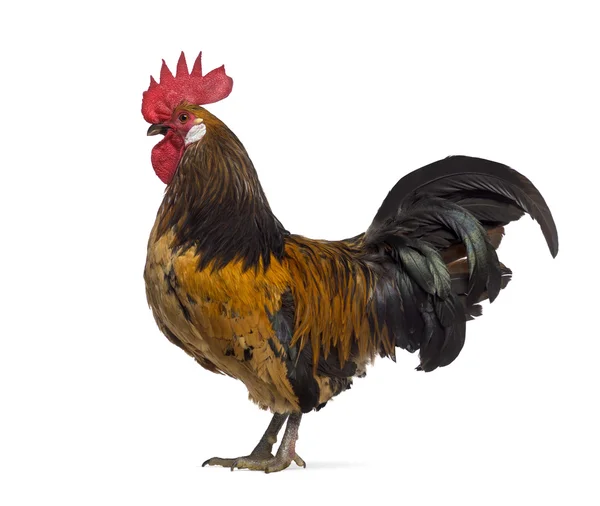 Side view of a Belgian rooster isolated on white — Stock Photo, Image