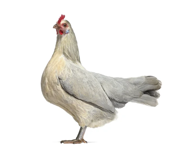 Вид сбоку бельгийской курицы, изолированной на белом — стоковое фото