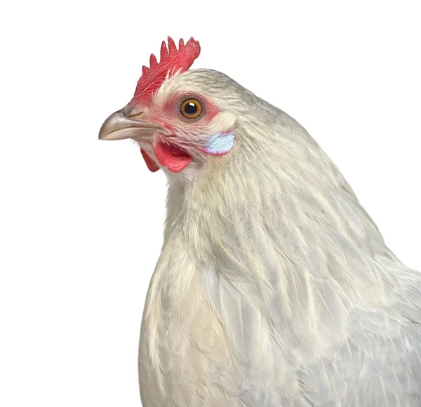 Nahaufnahme einer belgischen Henne isoliert auf weiß — Stockfoto