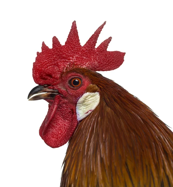 Close-up of a Belgian rooster isolated on white — Stock Photo, Image