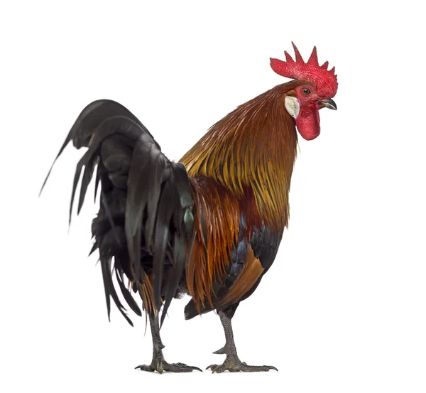 Rear view of a Belgian rooster isolated on white — Stock Photo, Image