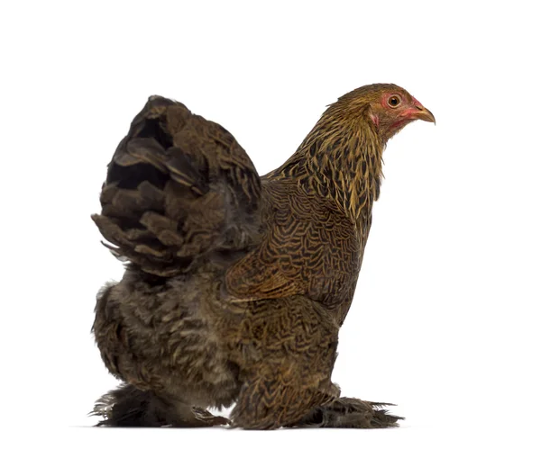 Traseira de galinha Brahma isolado em branco — Fotografia de Stock
