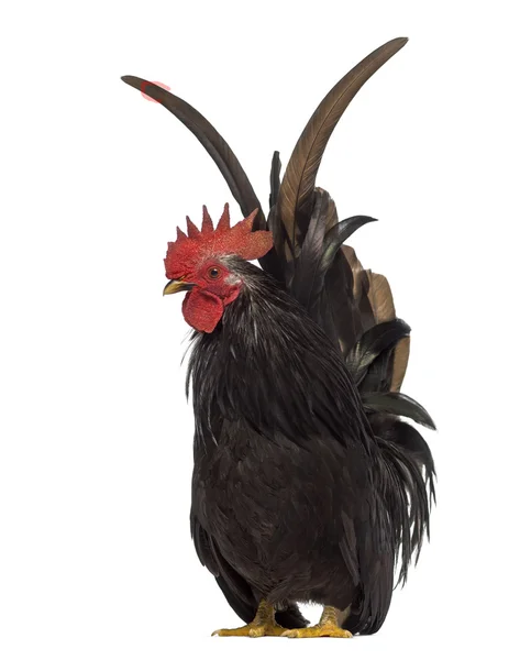 Front view of a Japanese bantam, Chabo isoleted on white — Stock Photo, Image