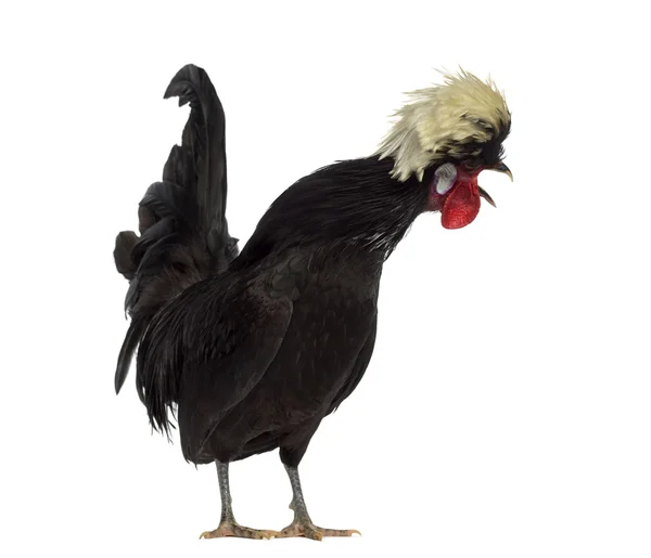 Gallo polacco che canta isolato su bianco — Foto Stock