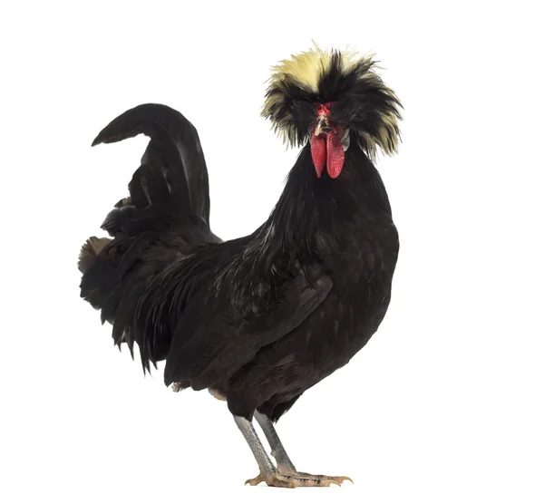 Side view of a Polish Rooster isolated on white — Stock Photo, Image