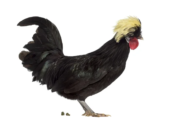 Side view of a Polish rooster defecating on white background — Stock Photo, Image