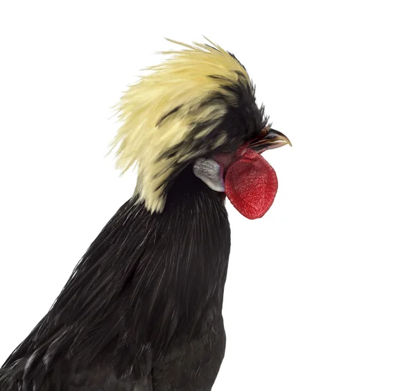 Close-up of a Polish Rooster isolated on white — Stock Photo, Image