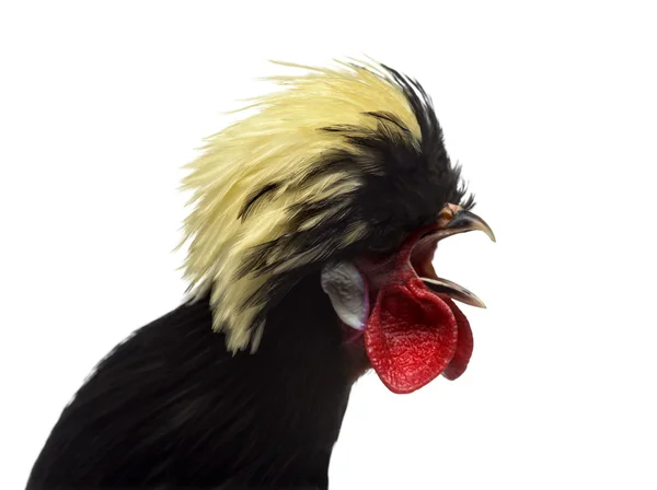 Close-up of a Polish Rooster crowing, white backgroung — Stock Photo, Image