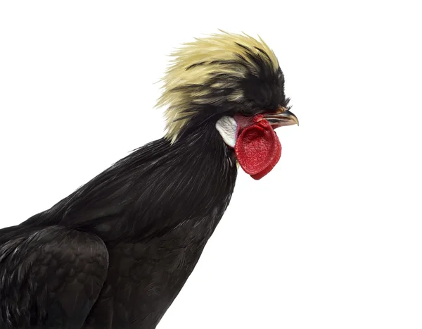 Close-up of a Polish Rooster against White background — Stock Photo, Image