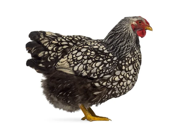 Vista lateral de uma galinha Wyandotte isolada em branco — Fotografia de Stock