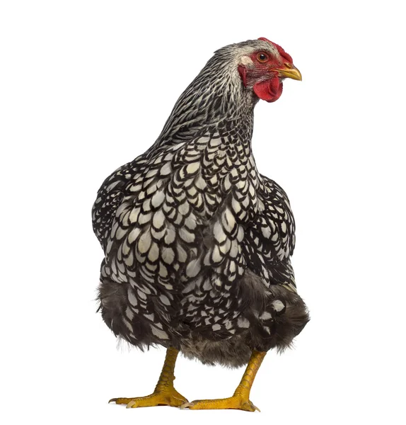 Visão traseira de uma galinha Wyandotte isolada em branco — Fotografia de Stock