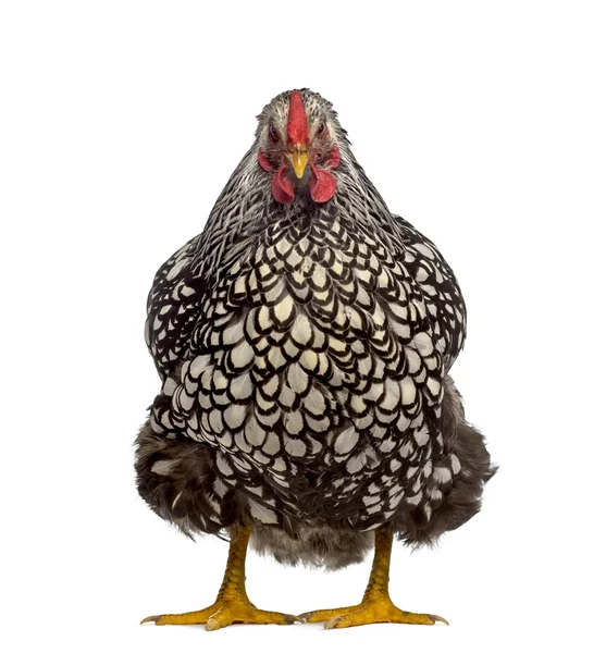 Vista frontal de uma galinha Wyandotte isolada em branco — Fotografia de Stock