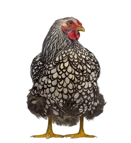 Вид спереди на цыпленка Вайндотт, изолированного на белом — стоковое фото
