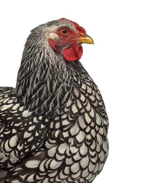 Wyandotte chicken, close-up, isoliert auf weiß — Stockfoto