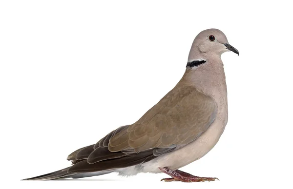 Sidovy av en afrikansk collared dove isolerad på vit — Stockfoto