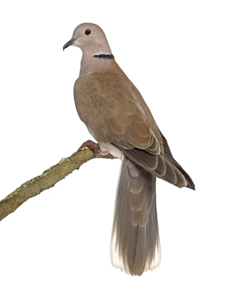 African collared dove perched isolated on white — Stock Photo, Image