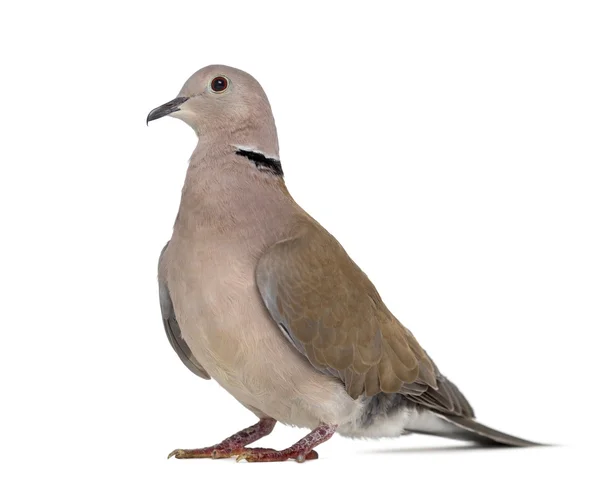 Sidovy av en afrikansk collared dove isolerad på vit — Stockfoto