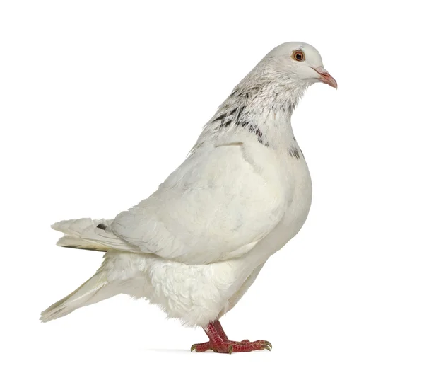 Vue latérale d'un pigeon texan isolé sur blanc — Photo