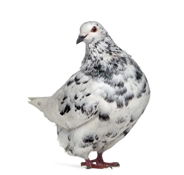Side view of a Texan pigeon questioning isolated on white — Stock Photo, Image