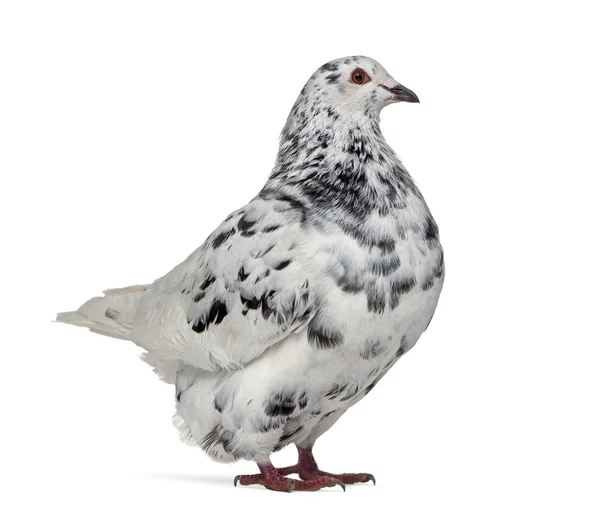 Vue latérale d'un pigeon texan isolé sur blanc — Photo