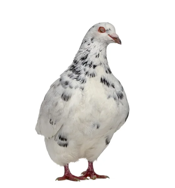 Vista laterale di un piccione texano isolato su bianco — Foto Stock