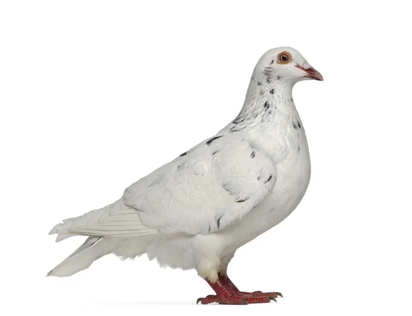 Side view of a Texan pigeon isolated on white — Stock Photo, Image