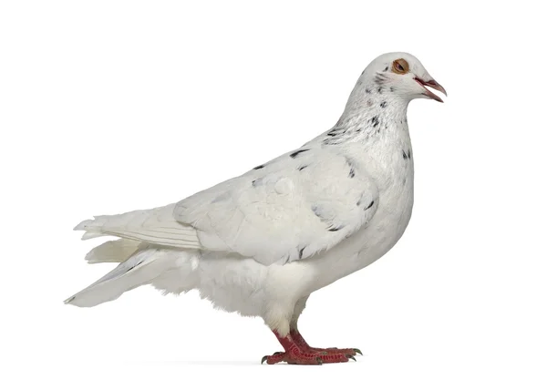 Vue latérale d'un pigeon texan qui cuit isolé sur blanc — Photo