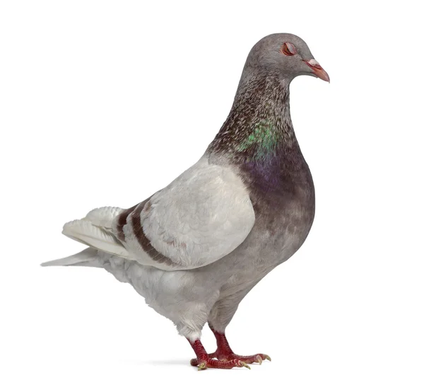 Sidovy av en Texan pigeon winking isolerad på vit — Stockfoto