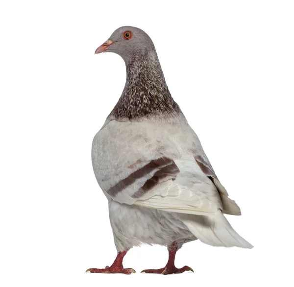 Rear view of a Texan pigeon isolated on white — Stock Photo, Image