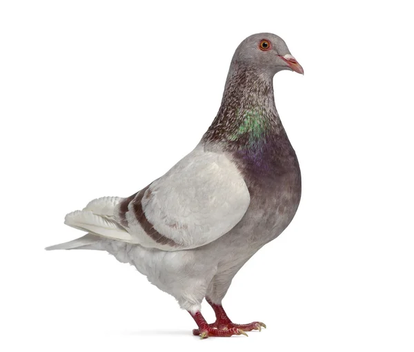 Vue latérale d'un clin d'oeil de pigeon texan isolé sur blanc — Photo