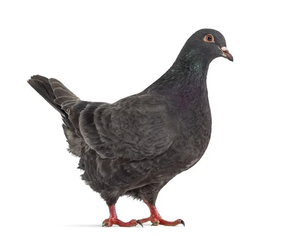 Vista lateral de um pombo chique isolado em branco — Fotografia de Stock