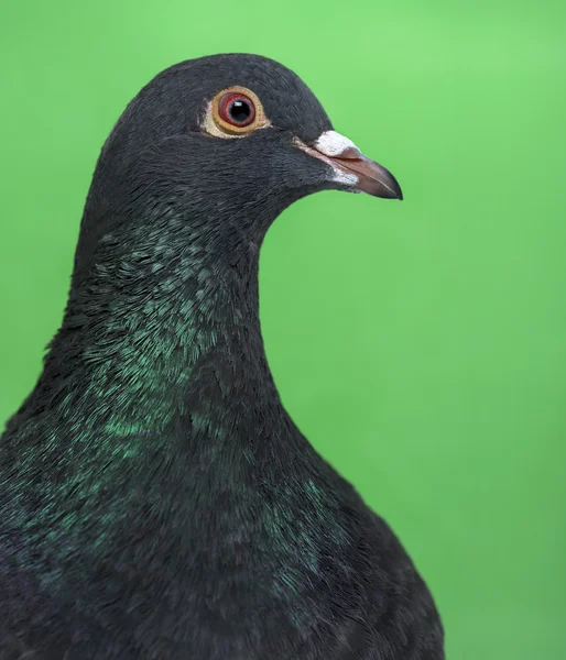 Крупный план голубя на зеленом фоне — стоковое фото