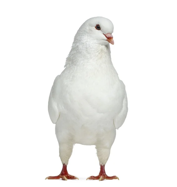 Front view of a White King Pigeon isolated on white — Stock Photo, Image