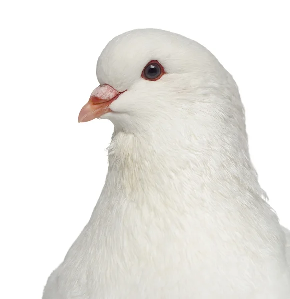 Nahaufnahme einer weißen Königstaube isoliert auf weiß — Stockfoto