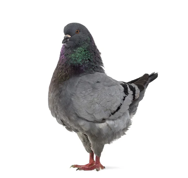 Vista laterale di un piccione reale isolato su bianco — Foto Stock