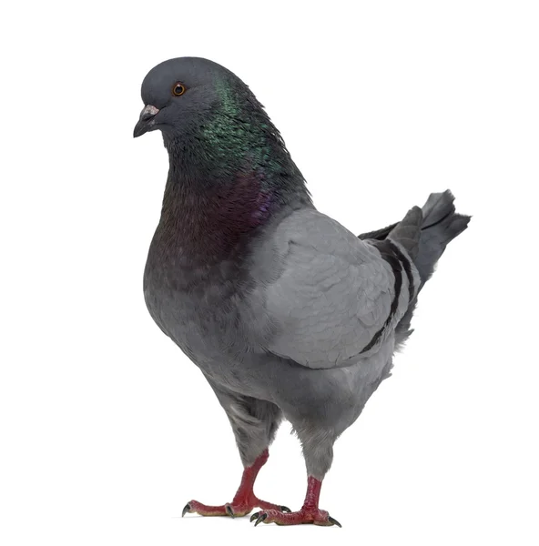 Side view of a King Pigeon isolated on white — Stock Photo, Image