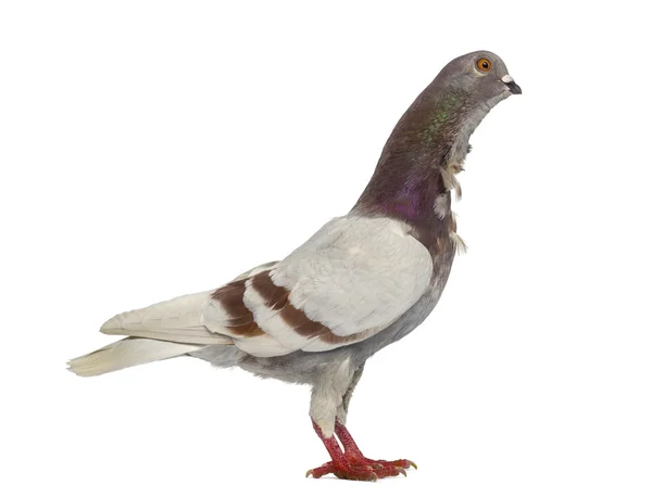 Vue latérale Pigeon hibou italien isolé sur blanc — Photo