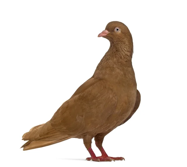 Seitenansicht einer belgischen Taube isoliert auf weiß — Stockfoto