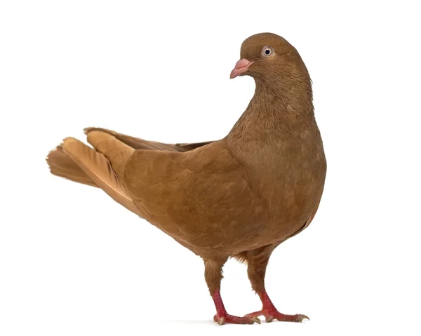 Seitenansicht einer belgischen Taube isoliert auf weiß — Stockfoto