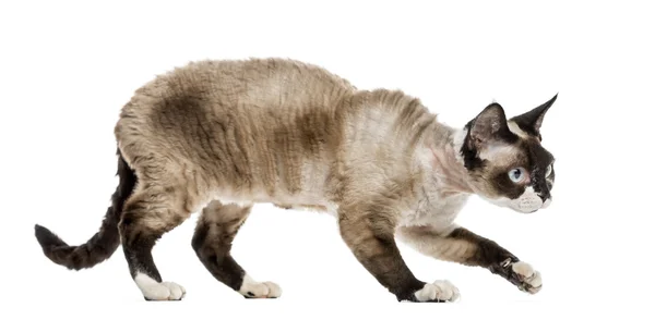 Devon rex cat schleichen isoliert auf weiß — Stockfoto