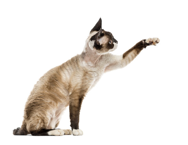 Devon rex paing up isolated on white
