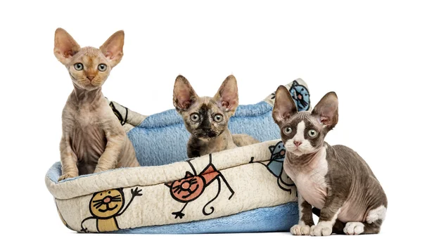 Grupo de gatinhos em uma cesta de animal de estimação isolado em branco — Fotografia de Stock