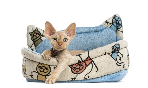 Devon rex в корзине для домашних животных, изолированной на белом — стоковое фото