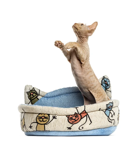 Devon rex in a pet basket isolated on white — Stock Photo, Image